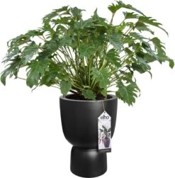 Elho Pure Coupe 41 - Bloempot Voor Binnen & Buiten - Ø 41.3 X H 57.9 Cm - Zwart/Zwart 26 Elho Pure Coupe 41 - Bloempot Voor Binnen & Buiten - Ø 41.3 X H 57.9 Cm - Zwart/Zwart -Tuin En Buiten 1181x1200 1