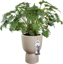 Elho Pure Coupe 41 - Bloempot Voor Binnen & Buiten - Ø 41.3 X H 57.9 Cm - Beige/Balanced Beige -Tuin En Buiten 1181x1200 3