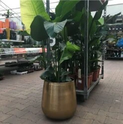 Merkloos Bloempot Karakter Goud - L -Tuin En Buiten 1191x1200 4