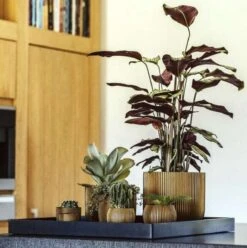 Capi Europe - Bloempot Bol Groove - 23x21 - Goud - Bloempot Voor Binnen - BGVGB134 -Tuin En Buiten 1195x1200 2