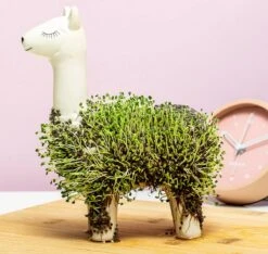 Gift Republic Lama Bloempot Met Zaadjes -Tuin En Buiten 1200x1137 1