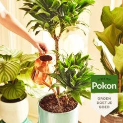 Pokon Groene Planten Voedingsstaafjes - 24st - Plantenvoeding - Meststofstaafjes 8 Pokon Groene Planten Voedingsstaafjes - 24st - Plantenvoeding - Meststofstaafjes -Tuin En Buiten 1200x1200 504