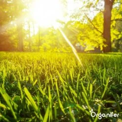 Gazonmest All-In-One (20Kg - Voor 400m2) Voor Een Diepgroen Sterk Gazon Zonder Mos En Onkruid - Complete Meststof Met Kalk En Grasversterker - Organifer -Tuin En Buiten 1200x1200 517