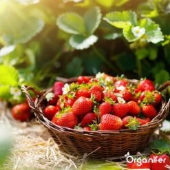 Lavagruis Uit Eifel Oergesteente (20Kg Voor 200m2) Grof Lavameel 0-2mm - Organifer -Tuin En Buiten 1200x1200 520