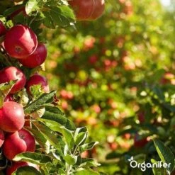 Lavagruis Uit Eifel Oergesteente (20Kg Voor 200m2) Grof Lavameel 0-2mm - Organifer -Tuin En Buiten 1200x1200 527