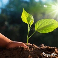 Lavagruis Uit Eifel Oergesteente (20Kg Voor 200m2) Grof Lavameel 0-2mm - Organifer -Tuin En Buiten 1200x1200 528