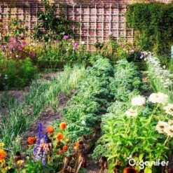 Lavagruis Uit Eifel Oergesteente (20Kg Voor 200m2) Grof Lavameel 0-2mm - Organifer -Tuin En Buiten 1200x1200 531