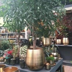 Gina Da Bloempot Karakter Goud - XL 9 Gina Da Bloempot Karakter Goud - XL -Tuin En Buiten 1200x1200 803