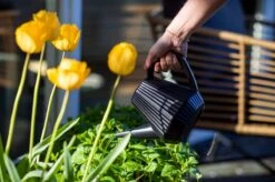 Xala - Gieter Doppio Groove 2L Olijfgrijs 5 Xala - Gieter Doppio Groove 2L Olijfgrijs -Tuin En Buiten 1200x799 48