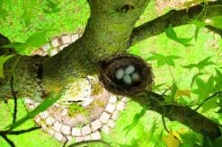 Gardigo Kattenafweergordel 12 Gardigo Kattenafweergordel -Tuin En Buiten 1200x799 6