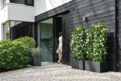 Elho Vivo Next Vierkant 40 - Plantenbak Voor Binnen & Buiten - Ø 39.0 X H 37.9 Cm - Zwart/Living Black 29 Elho Vivo Next Vierkant 40 - Plantenbak Voor Binnen & Buiten - Ø 39.0 X H 37.9 Cm - Zwart/Living Black -Tuin En Buiten 1200x800 170