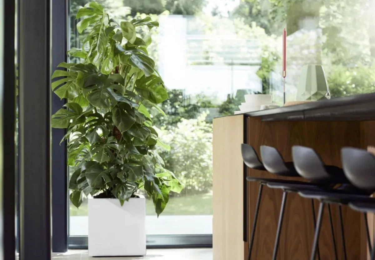 Elho Vivo Matt Finish Vierkant Wielen 40 - Grote Plantenbak Voor Binnen & Buiten - Gemaakt Van Gereycled Plastic - L 39 X W 39 X H 41 Cm - Wit 5 Elho Vivo Matt Finish Vierkant Wielen 40 - Grote Plantenbak Voor Binnen & Buiten - Gemaakt Van Gereycled Plastic - L 39 X W 39 X H 41 Cm - Wit - Afbeelding 5