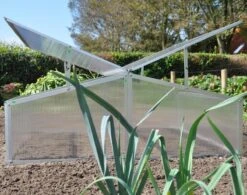 Royal Well Broeikas Silver Thyme -Tuin En Buiten 1200x947