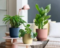 Elho Vibes Fold Rond Wielen 35 - Bloempot Voor Binnen - Ø 34.9 X H 32.4 Cm - Diepblauw 13 Elho Vibes Fold Rond Wielen 35 - Bloempot Voor Binnen - Ø 34.9 X H 32.4 Cm - Diepblauw -Tuin En Buiten 1200x956 1