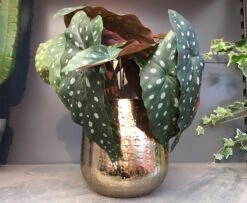 Gina Da Bloempot Karakter Goud - XL 8 Gina Da Bloempot Karakter Goud - XL -Tuin En Buiten 1200x984 2