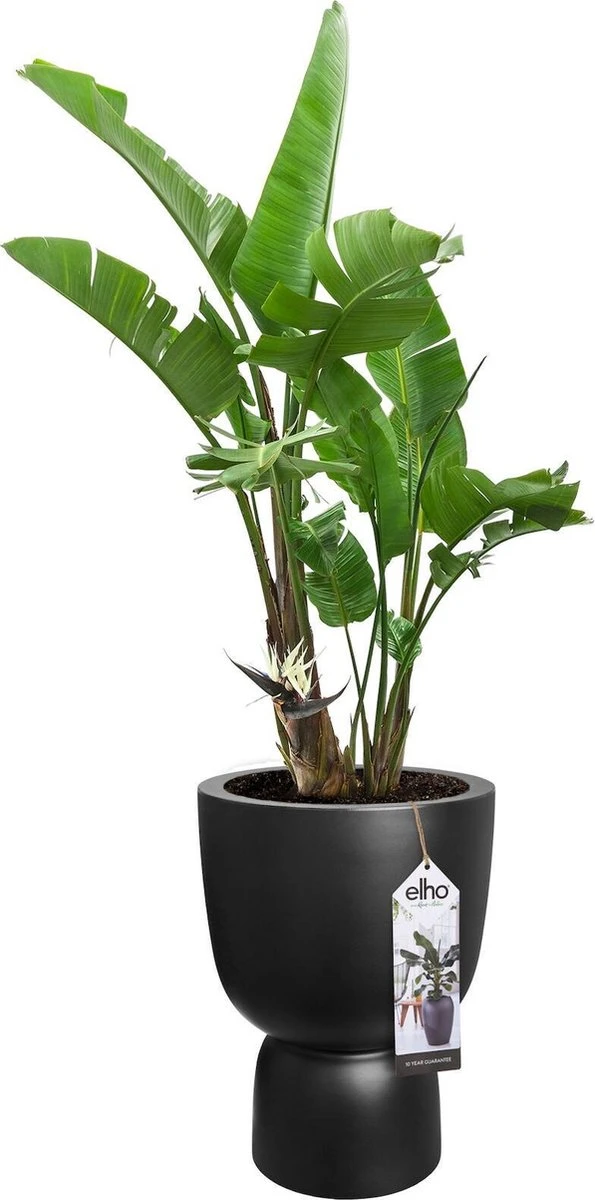 Elho Pure Coupe 41 - Bloempot Voor Binnen & Buiten - Ø 41.3 X H 57.9 Cm - Zwart/Zwart 5 Elho Pure Coupe 41 - Bloempot Voor Binnen & Buiten - Ø 41.3 X H 57.9 Cm - Zwart/Zwart - Afbeelding 5