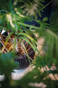 Capi Europe - Vaas Elegant Laag Groove NL - 46x58 - Goud - Voor Binnen En Buiten - KGVGB783 11 Capi Europe - Vaas Elegant Laag Groove NL - 46x58 - Goud - Voor Binnen En Buiten - KGVGB783 -Tuin En Buiten 799x1200 24