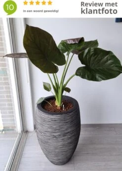 Capi Europe - Vaas Elegant Deluxe Rib NL - 40x60 - Antraciet - Voor Binnen En Buiten - KOFZ1131 16 Capi Europe - Vaas Elegant Deluxe Rib NL - 40x60 - Antraciet - Voor Binnen En Buiten - KOFZ1131 -Tuin En Buiten 858x1200