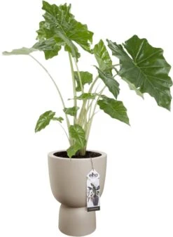 Elho Pure Coupe 35 - Bloempot Voor Binnen & Buiten - Ø 34.9 X H 49.0 Cm - Beige/Balanced Beige 33 Elho Pure Coupe 35 - Bloempot Voor Binnen & Buiten - Ø 34.9 X H 49.0 Cm - Beige/Balanced Beige -Tuin En Buiten 880x1200 1