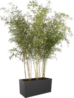 Elho Vivo Matt Finish Lang Wielen 90 - Grote Staande Plantenbak Voor Binnen & Buiten - Gemaakt Van Gereycled Plastic - L 39 X W 88 X H 41 Cm - Zwart 15 Elho Vivo Matt Finish Lang Wielen 90 - Grote Staande Plantenbak Voor Binnen & Buiten - Gemaakt Van Gereycled Plastic - L 39 X W 88 X H 41 Cm - Zwart -Tuin En Buiten 911x1200 1