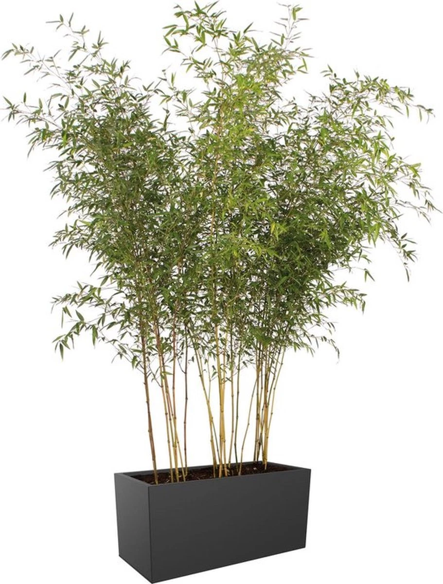 Elho Vivo Matt Finish Lang Wielen 90 - Grote Staande Plantenbak Voor Binnen & Buiten - Gemaakt Van Gereycled Plastic - L 39 X W 88 X H 41 Cm - Zwart 5 Elho Vivo Matt Finish Lang Wielen 90 - Grote Staande Plantenbak Voor Binnen & Buiten - Gemaakt Van Gereycled Plastic - L 39 X W 88 X H 41 Cm - Zwart - Afbeelding 5