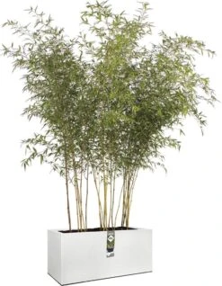 Elho Vivo Structure Finish Lang 90 - Plantenbak Voor Binnen & Buiten - Ø 88 X H 41 - Wit 35 Elho Vivo Structure Finish Lang 90 - Plantenbak Voor Binnen & Buiten - Ø 88 X H 41 - Wit -Tuin En Buiten 931x1200