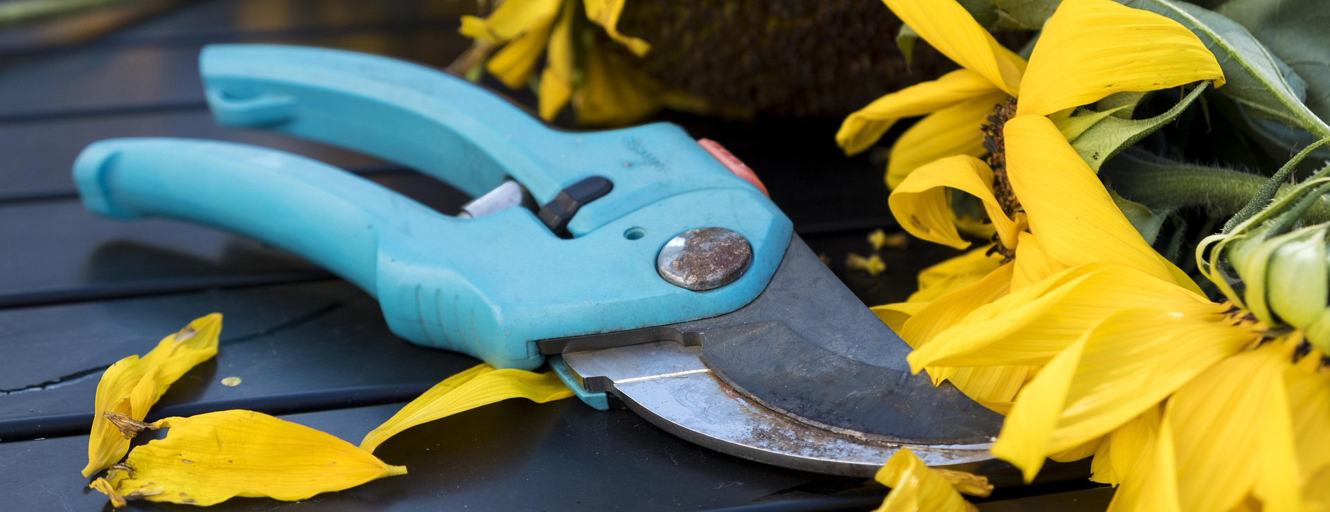 Tuin En Buiten -Tuin En Buiten fall 2759887 1920